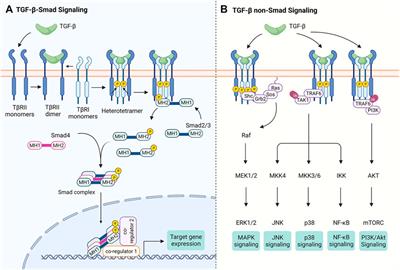 The Interplay Between TGF-β Signaling and Cell Metabolism